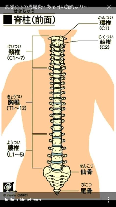 腰椎 英語|「腰・椎」の英語・英語例文・英語表現